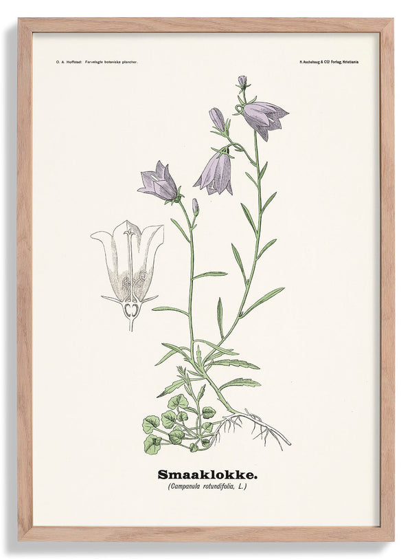 Smaaklokke - Campanula rotundifolia L von Olaf Alfred Hoffstad