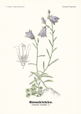 Smaaklokke - Campanula rotundifolia L by Olaf Alfred Hoffstad - Kuriosis Fine Art GmbH