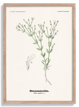 Smaasmelde - Silene rupestris L by Olaf Alfred Hoffstad - Kuriosis Fine Art GmbH
