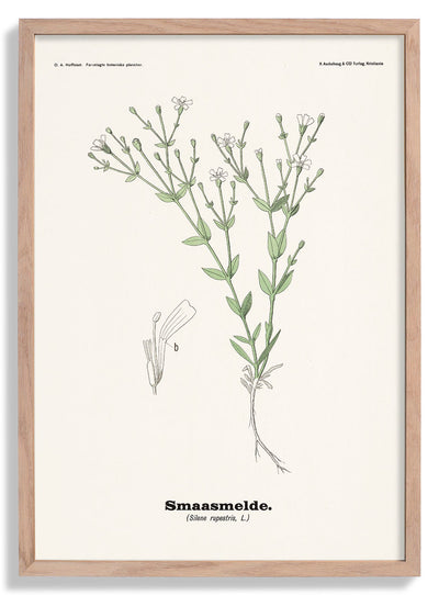 Smaasmelde - Silene rupestris L by Olaf Alfred Hoffstad