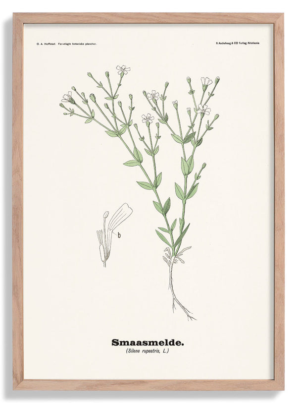 Smaasmelde - Silene rupestris L von Olaf Alfred Hoffstad