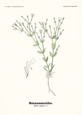 Smaasmelde - Silene rupestris L by Olaf Alfred Hoffstad - Kuriosis Fine Art GmbH