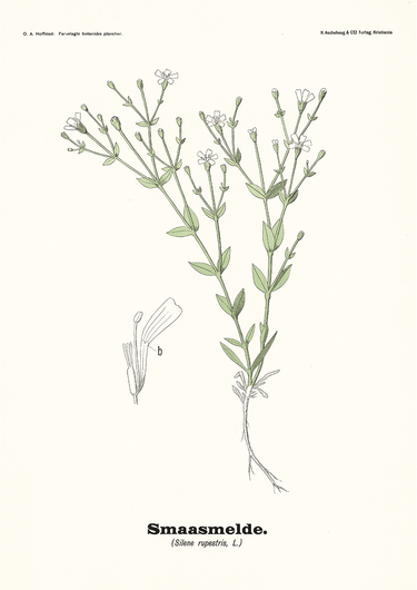 Smaasmelde - Silene rupestris L by Olaf Alfred Hoffstad - Kuriosis Fine Art GmbH