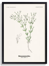 Smaasmelde - Silene rupestris L by Olaf Alfred Hoffstad - Kuriosis Fine Art GmbH