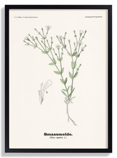 Smaasmelde - Silene rupestris L by Olaf Alfred Hoffstad - Kuriosis Fine Art GmbH