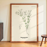 Smaasmelde - Silene rupestris L by Olaf Alfred Hoffstad - Kuriosis Fine Art GmbH