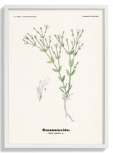 Smaasmelde - Silene rupestris L by Olaf Alfred Hoffstad - Kuriosis Fine Art GmbH