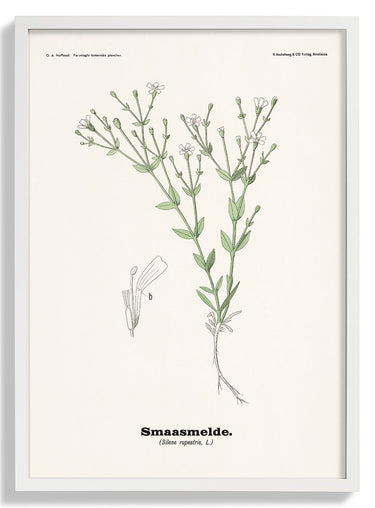 Smaasmelde - Silene rupestris L by Olaf Alfred Hoffstad - Kuriosis Fine Art GmbH