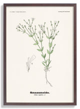 Smaasmelde - Silene rupestris L by Olaf Alfred Hoffstad - Kuriosis Fine Art GmbH