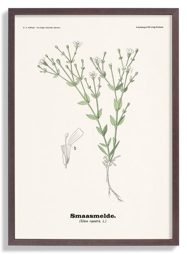Smaasmelde - Silene rupestris L by Olaf Alfred Hoffstad - Kuriosis Fine Art GmbH