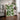 Sprig Of Leaves by Susan Black - Kuriosis Fine Art GmbH