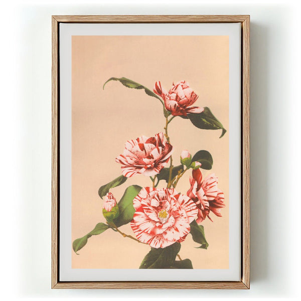 Striped Camellias by Ogawa Kazumasa - Kuriosis Fine Art GmbH