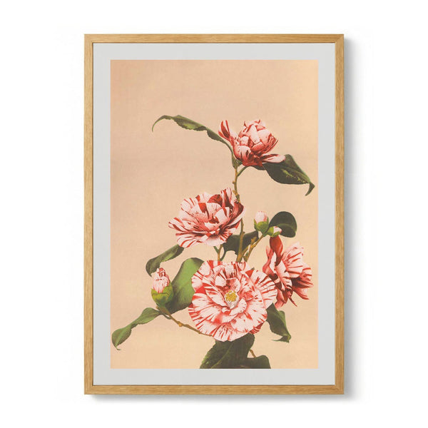 Striped Camellias by Ogawa Kazumasa - Kuriosis Fine Art GmbH
