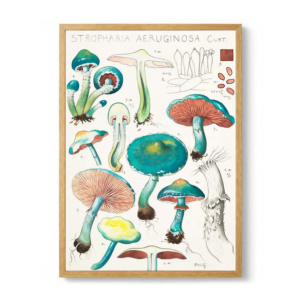 Stropharia aeruginosa Curt. by Hans E. Walty
