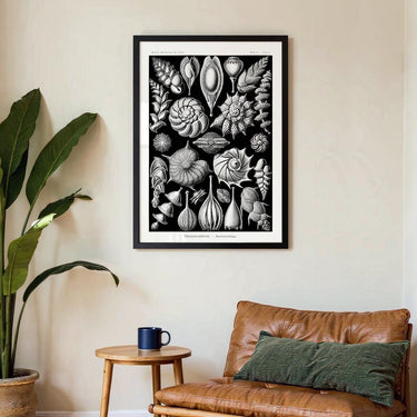 Talamophora by Ernst Haeckel - Kuriosis Fine Art GmbH