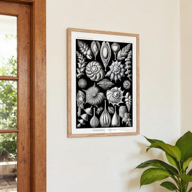 Talamophora by Ernst Haeckel - Kuriosis Fine Art GmbH