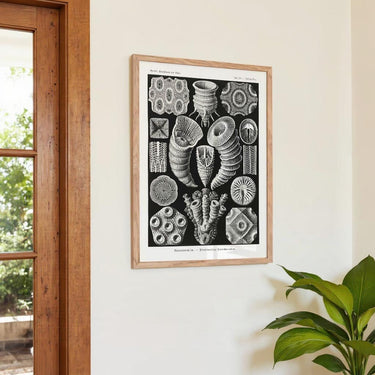 Tetracoralla by Ernst Haeckel - Kuriosis Fine Art GmbH