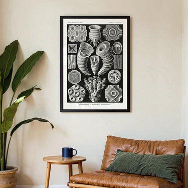 Tetracoralla by Ernst Haeckel - Kuriosis Fine Art GmbH