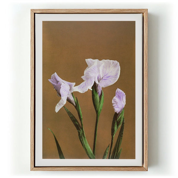 Three Iris Kæmpferi by Ogawa Kazumasa - Kuriosis Fine Art GmbH