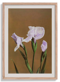 Three Iris Kæmpferi by Ogawa Kazumasa - Kuriosis Fine Art GmbH
