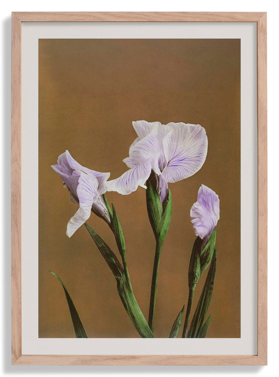 Three Iris Kæmpferi by Ogawa Kazumasa - Kuriosis Fine Art GmbH