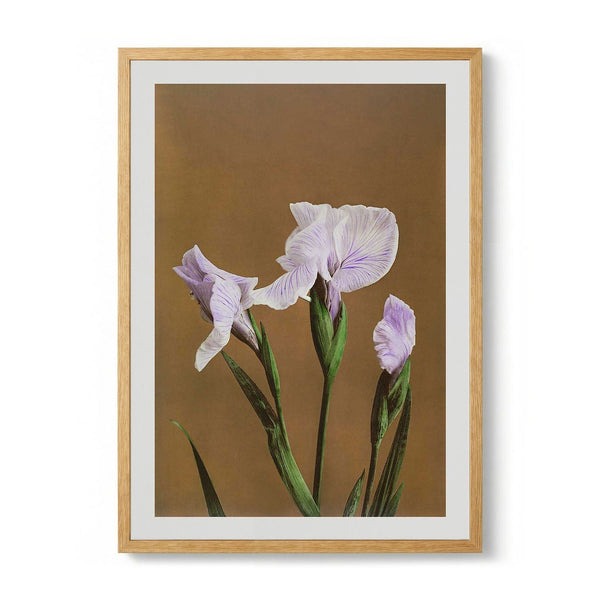 Three Iris Kæmpferi by Ogawa Kazumasa - Kuriosis Fine Art GmbH