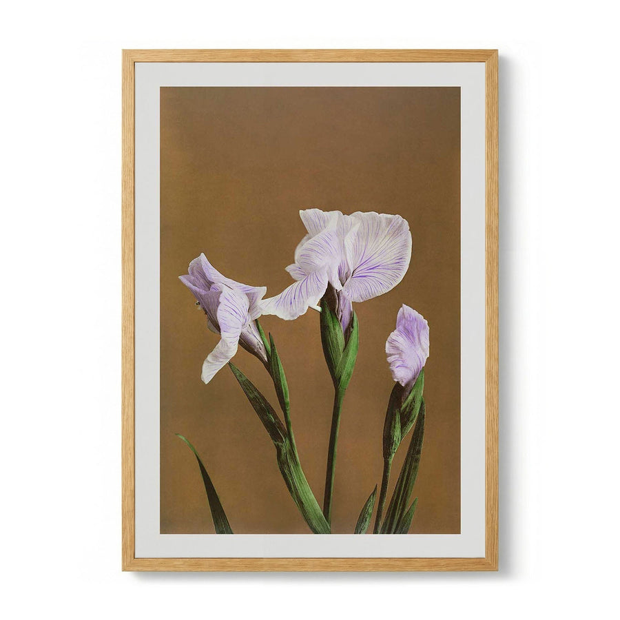 Three Iris Kæmpferi by Ogawa Kazumasa - Kuriosis Fine Art GmbH