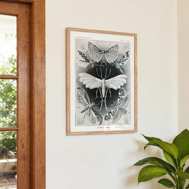 Tineida Moths by Ernst Haeckel - Kuriosis Fine Art GmbH