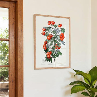 Tomatoes - Kuriosis Fine Art GmbH