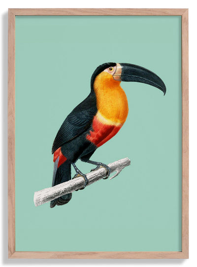 Toucan du Para on Green