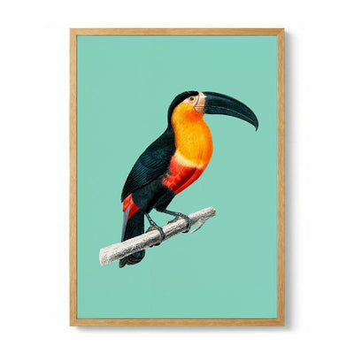 Toucan du Para on Green