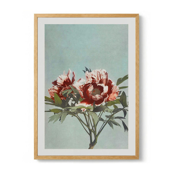 Tree Red Peony by Ogawa Kazumasa
