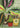 Vibrant Potted Plant Collage by Susan Black - Kuriosis Fine Art GmbH