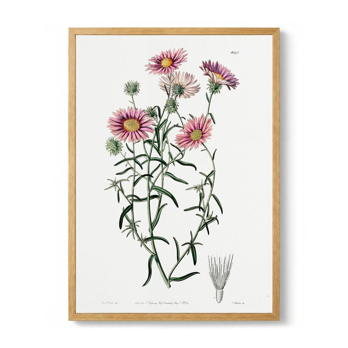 Vintage Hoary Flower - S - 29.7 x 42cm (A3) / Kunstdruckpapier