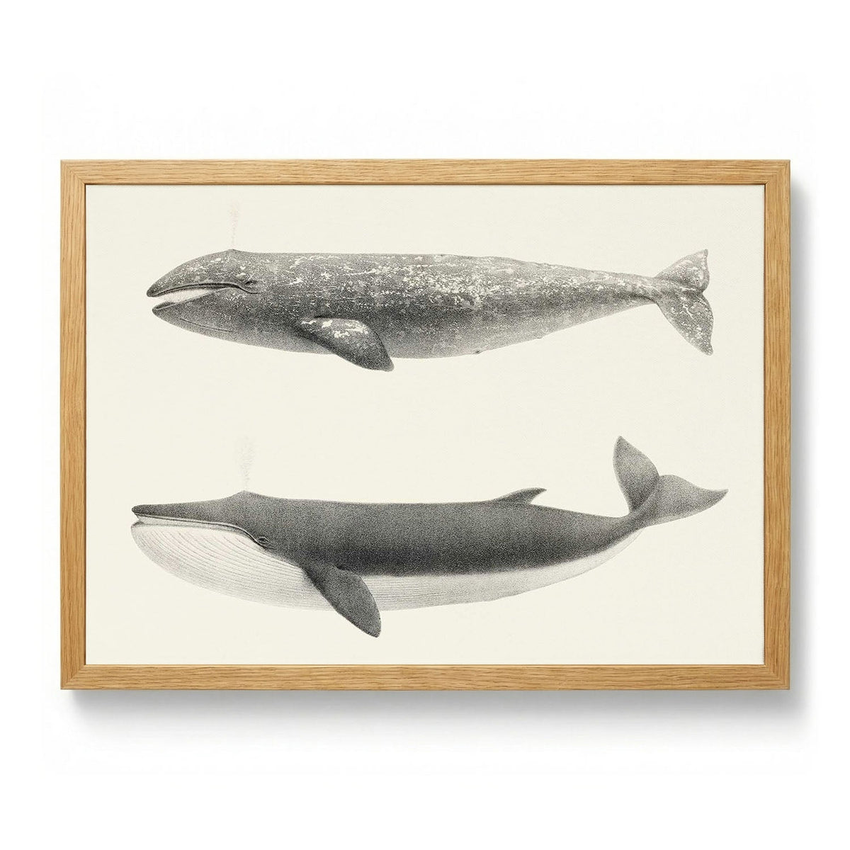 Whale Pintada and Orca - S - 29.7 x 42cm (A3) / Kunstdruckpapier