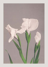 White Irises by Ogawa Kazumasa - Kuriosis Fine Art GmbH