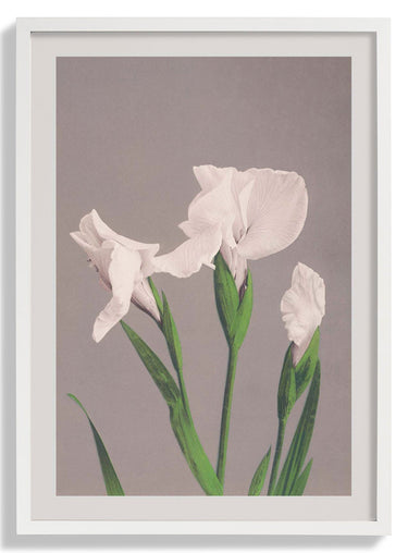 White Irises by Ogawa Kazumasa - Kuriosis Fine Art GmbH