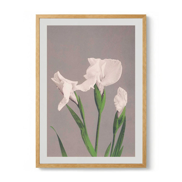 White Irises by Ogawa Kazumasa - Kuriosis Fine Art GmbH