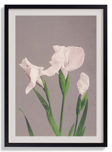 White Irises by Ogawa Kazumasa - Kuriosis Fine Art GmbH