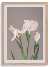 White Irises by Ogawa Kazumasa - Kuriosis Fine Art GmbH