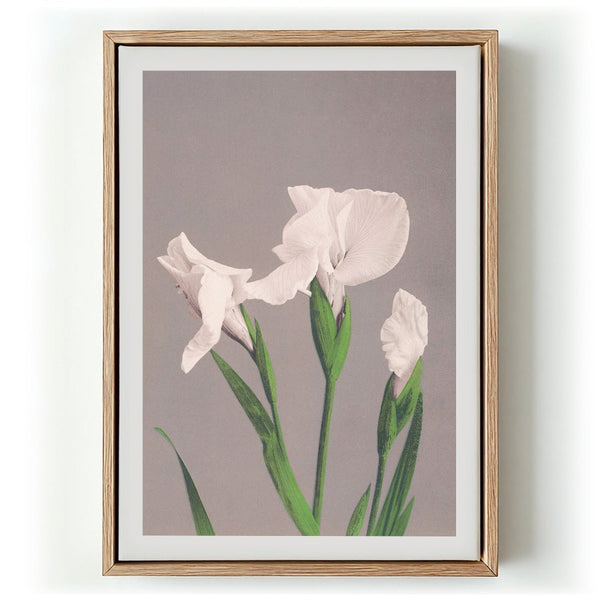 White Irises by Ogawa Kazumasa - Kuriosis Fine Art GmbH