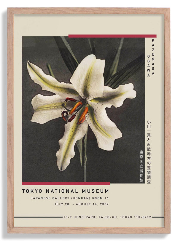 White Lily in the Dark by Kazumasa Exhibition