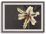 White Lily in the Dark by Ogawa Kazumasa - Kuriosis Fine Art GmbH