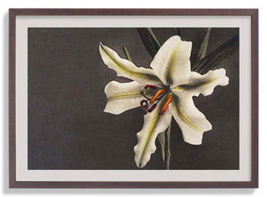White Lily in the Dark by Ogawa Kazumasa - Kuriosis Fine Art GmbH