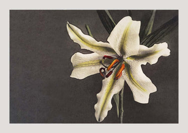 White Lily in the Dark by Ogawa Kazumasa - Kuriosis Fine Art GmbH