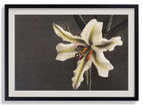 White Lily in the Dark by Ogawa Kazumasa - Kuriosis Fine Art GmbH