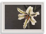 White Lily in the Dark by Ogawa Kazumasa - Kuriosis Fine Art GmbH