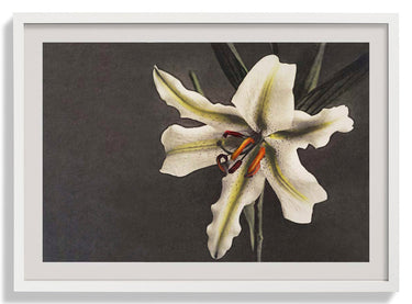 White Lily in the Dark by Ogawa Kazumasa - Kuriosis Fine Art GmbH
