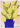 Yellow Tulips In a Vase by Dirkie Nell - Kuriosis Fine Art GmbH