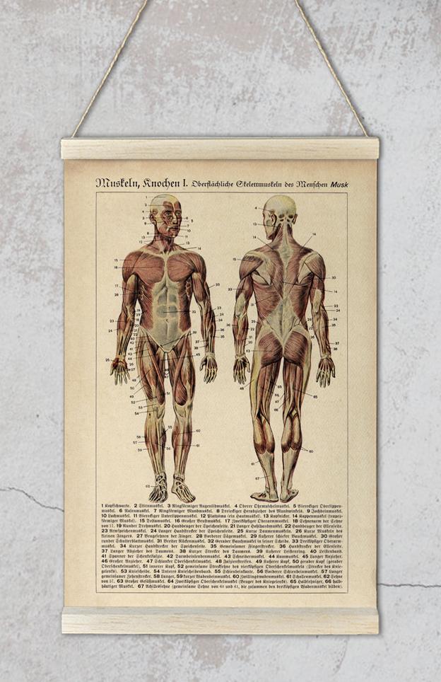 Poster di anatomia seppia dei muscoli e delle ossa umane - Kuriosis